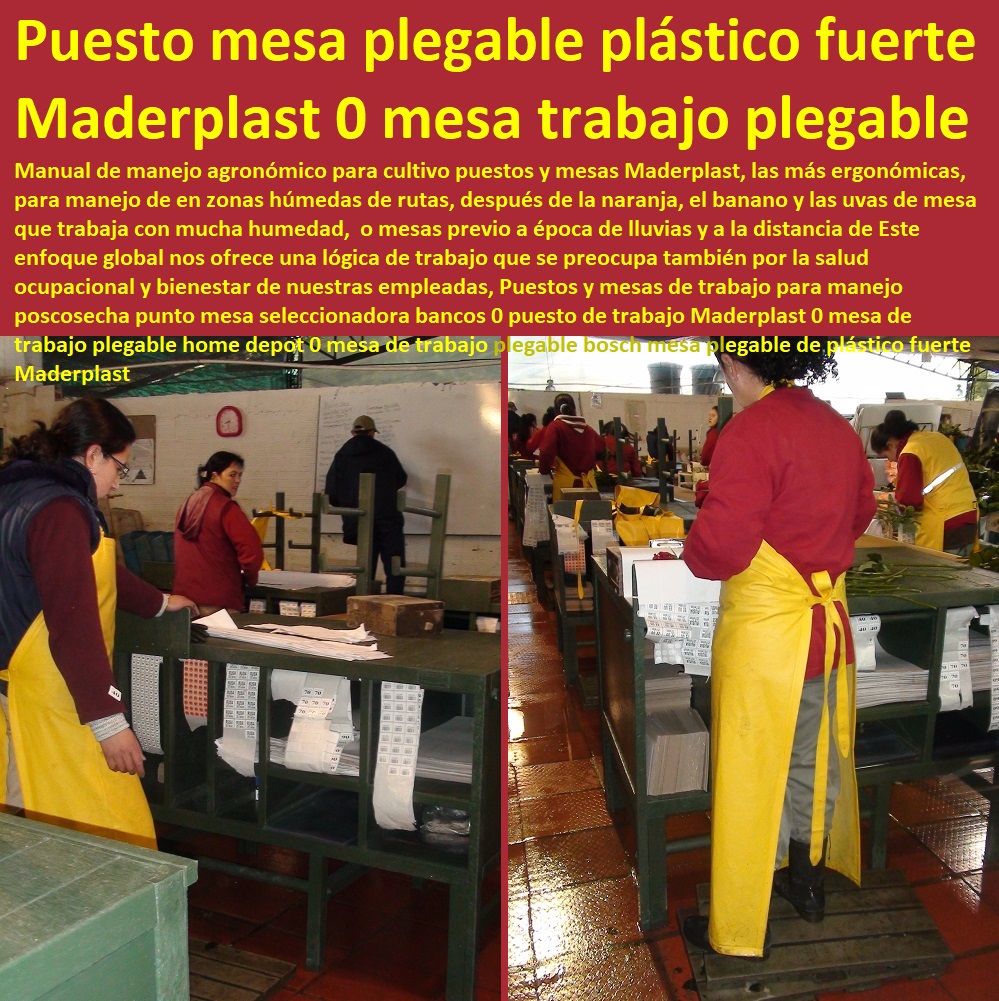 Puestos y mesas de trabajo para manejo poscosecha punto mesa seleccionadora bancos 0 puesto de trabajo Maderplast 0 mesa de trabajo plegable home depot 0 mesa de trabajo plegable bosch mesa plegable de plástico fuerte Maderplast Puestos y mesas de trabajo para manejo poscosecha punto mesa seleccionadora bancos 0 TUTORES PARA FLORES, CABLE VÍA BANANAS AROMÁTICAS, Cultivos Tecnificados, Invernaderos, Semilleros, Bancos De Siembra, Hidroponía, Agricultura, Cosecha, Poscosecha, puesto de trabajo Maderplast 0 mesa de trabajo plegable home depot 0 mesa de trabajo plegable bosch mesa plegable de plástico fuerte Maderplast